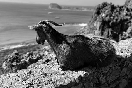 Mountain Goat, Coastal Bluff — photograph by Randy Polito