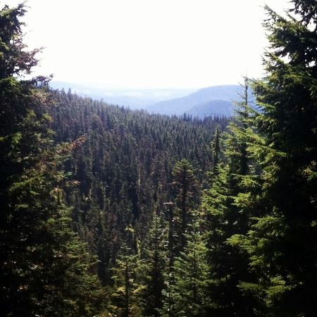 Pine Forest, Overlook — photograph by Randall Polito