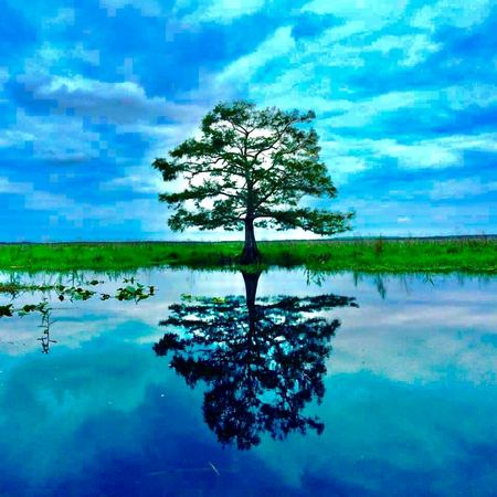 Cypress Reflection, Blue Water — photograph by Randy Polito