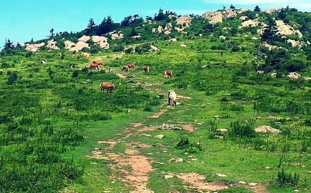 Grazing Pasture, Green Hills — photograph by Randy Polito