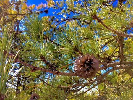 Pine Bough, Study in Light — photograph by Randy Polito