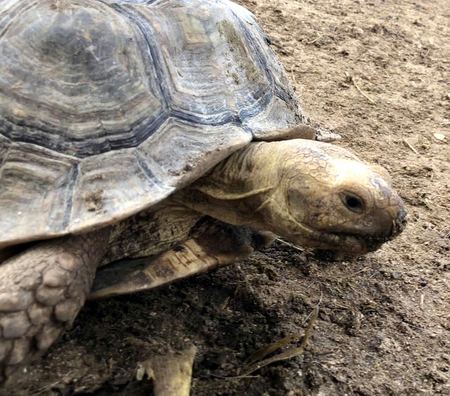 Portrait of a Tortoise — photograph by Randall Polito