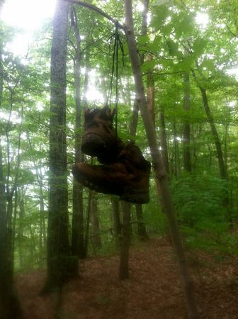 Forest Canopy, Motion Study — photograph by Randy Polito