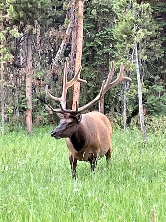 Bull Elk, Meadow Grass — photograph by Randy Polito