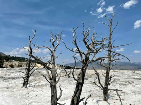 Dead Trees, Mineral Flat — photograph by Randall Polito