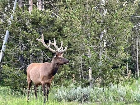 Elk in the Pines — photograph by Randall Polito