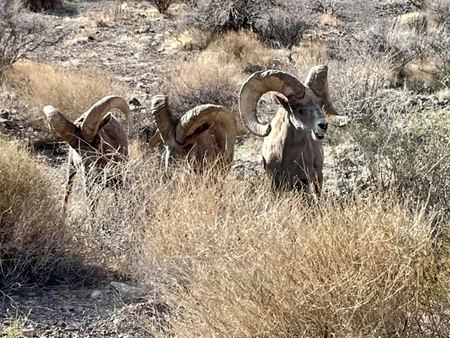 Bighorn Rams, Desert Brush — photograph by Randall Polito