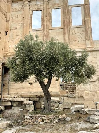 Olive Tree, Acropolis Ruins — photograph by Randy Polito