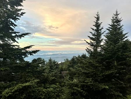 Pines at Sunset — photograph by Randall Polito