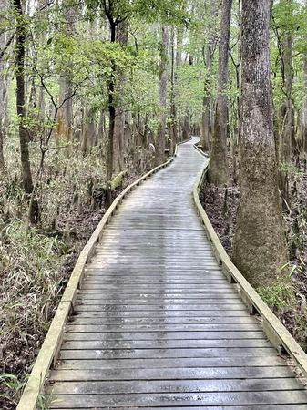 The Boardwalk, Cypress Forest — photograph by Randy Polito