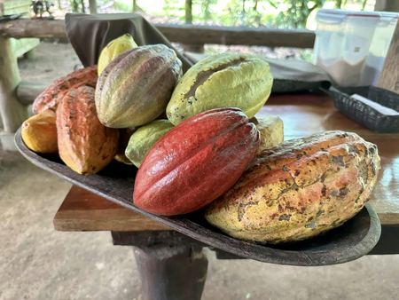 Cacao Pods, Still Life — photograph by Randall Polito