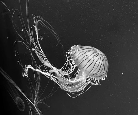Jellyfish, Study in Light — photograph by Randall Polito