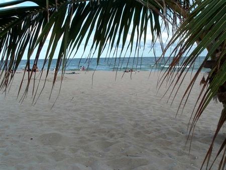 Beach Through the Palms — photograph by Randy Polito