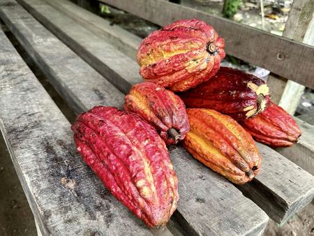 Cacao Pods, Drying Rack — photograph by Randall Polito