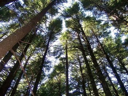 Pines, Looking Skyward — photograph by Randy Polito