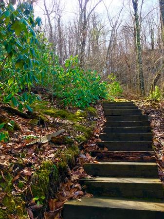 Wooden Steps, Forest Trail — photograph by Randall Polito