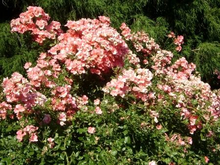 Pink Blossoms, Garden Study — photograph by Randy Polito