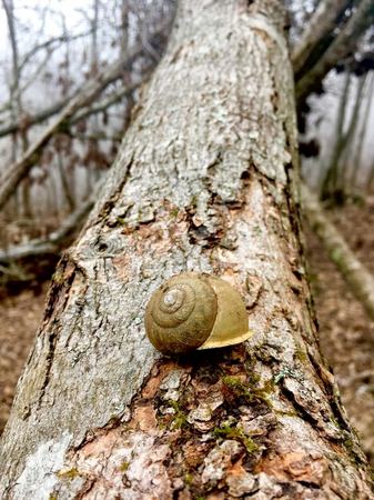 Snail on Bark, Study in Detail — photograph by Randall Polito
