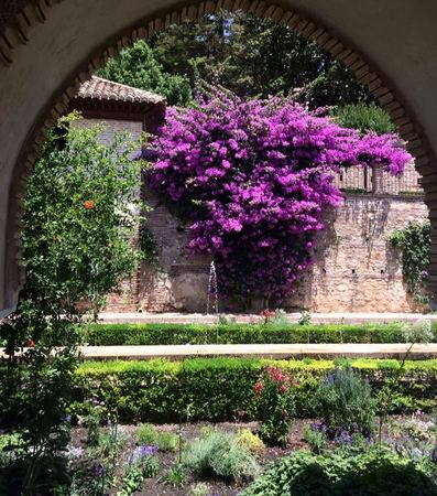 Bougainvillea Arch — photograph by Randall Polito