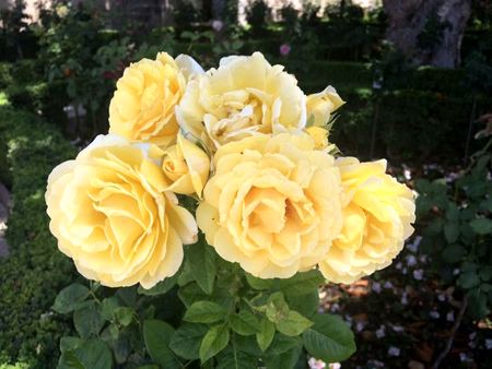 Yellow Roses, Garden Study — photograph by Randy Polito