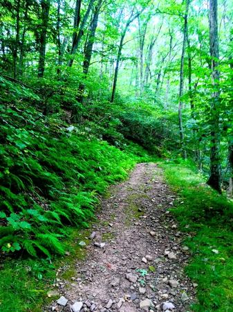 The Forest Path, Ferns — photograph by Randy Polito