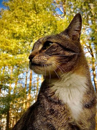 Portrait of a Tabby Cat — photograph by Randall Polito
