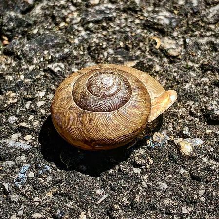 Snail on Pavement — photograph by Randy Polito