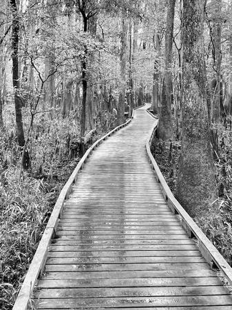 The Boardwalk, Monochrome — photograph by Randy Polito