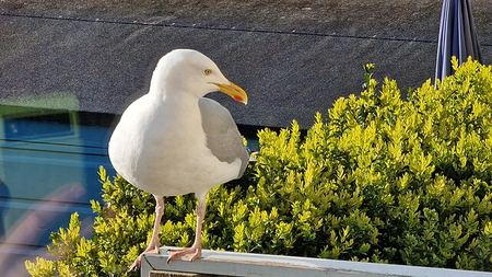 Seagull, Portrait — photograph by Randall Polito