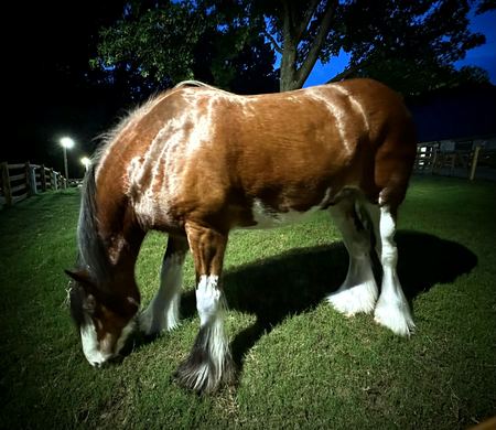 Draft Horse, Night Pasture — photograph by Randy Polito