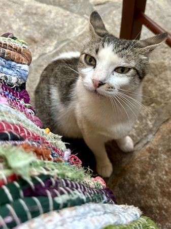 Cat Among Textiles — photograph by Randy Polito