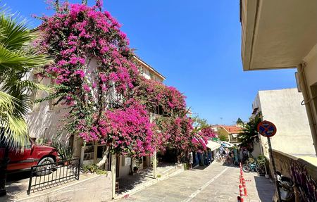 Bougainvillea Street — photograph by Randy Polito