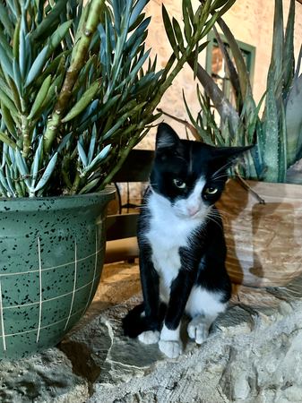 Kitten Among the Plants — photograph by Randy Polito