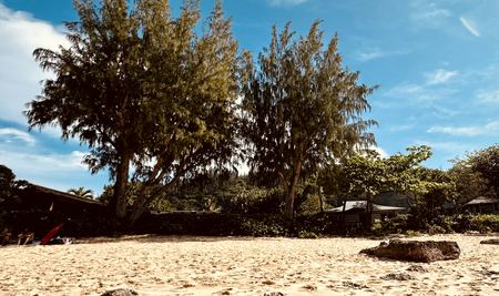 Beach Trees, Blue Sky — photograph by Randy Polito
