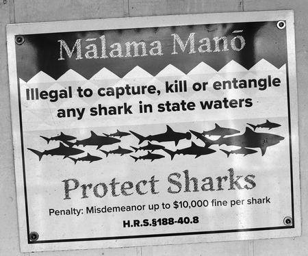 Malama Mano, Protect Sharks — photograph by Randall Polito