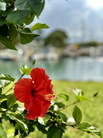 Red Hibiscus, Garden Study — photograph by Randy Polito
