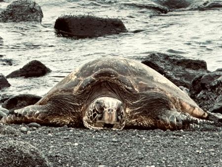 Sea Turtle, Black Sand Shore — photograph by Randy Polito