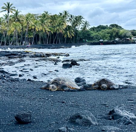 Sea Turtles, Black Sand Beach — photograph by Randall Polito