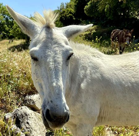 Portrait of a White Donkey — photograph by Randy Polito