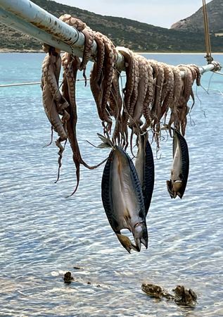 Octopus, Drying in the Sun — photograph by Randall Polito