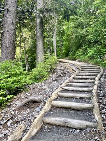 Log Steps, Forest Trail — photograph by Randall Polito
