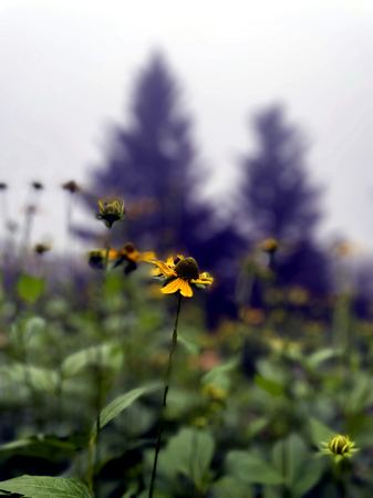 Yellow Wildflowers, Misty Pines — photograph by Randy Polito