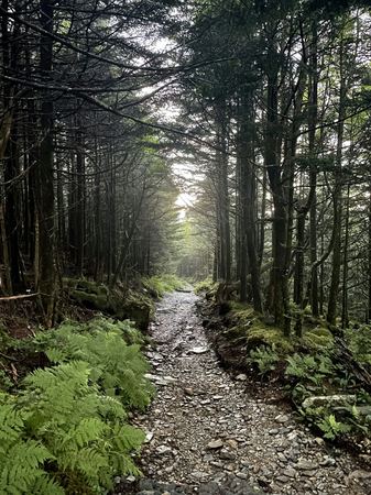 The Pine Forest Path — photograph by Randy Polito