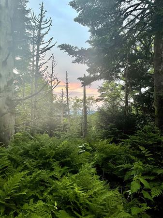 Foggy Pines, Sunset Light — photograph by Randy Polito