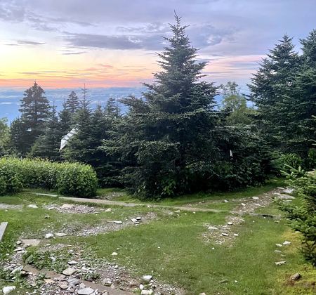 Pines at Sunset, Green Field — photograph by Randall Polito