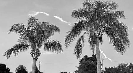 Palm Trees, Monochrome — photograph by Randall Polito