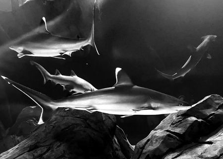 Sharks, Second Study — photograph by Randall Polito