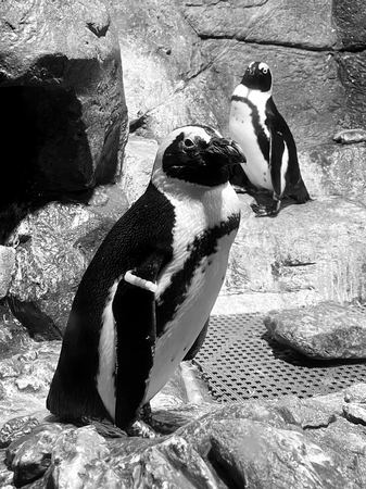 Penguins, Portrait — photograph by Randall Polito