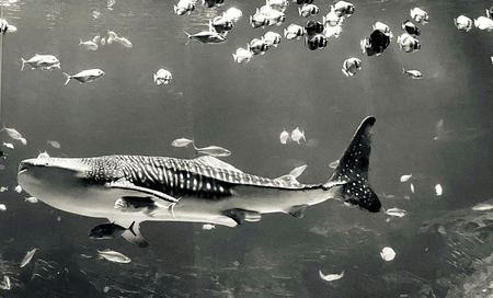 Whale Shark, Aquarium — photograph by Randall Polito