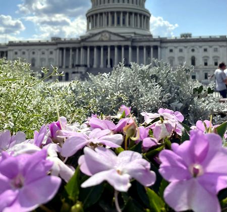 Flowers, Capitol Backdrop — photograph by Randall Polito